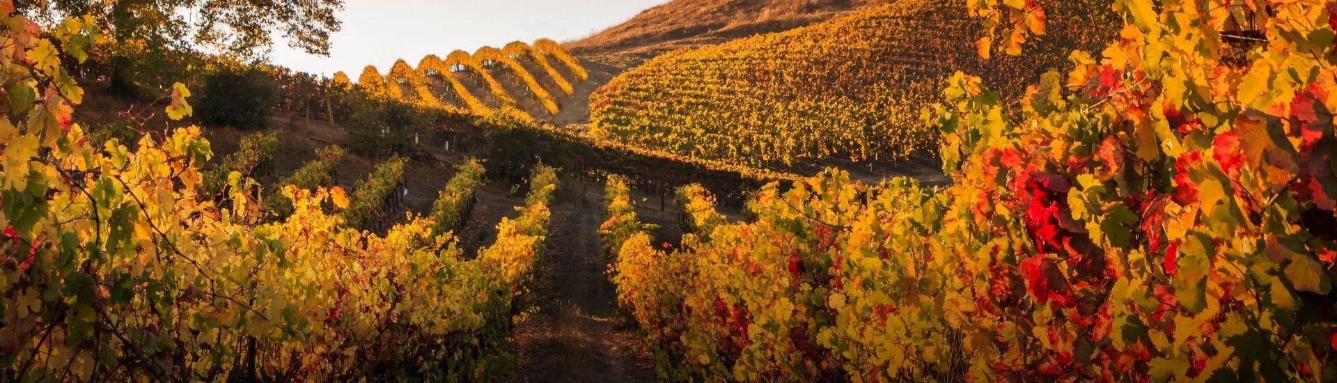 beautiful italian vineyard at dusk